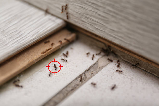 Best Best Pest Control Companies  in Saratoga, CA