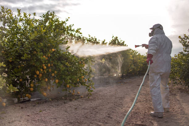 Best Pest Control Near Me  in Saratoga, CA