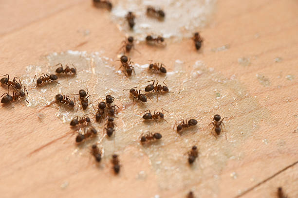 Best Wasp Removal Services  in Saratoga, CA