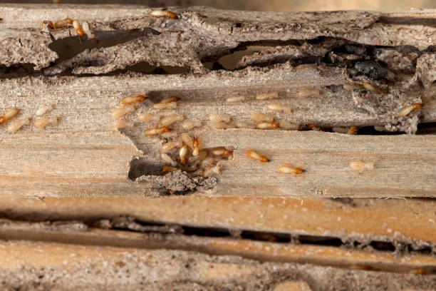 Spider Control Near Me in Saratoga, CA